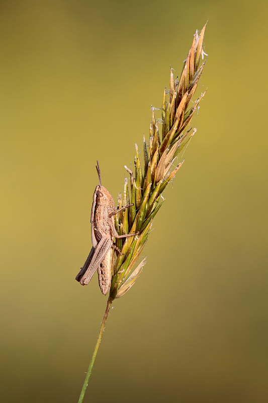 Lesser Marsh Grasshopper 4
